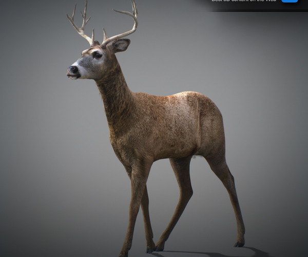 ArtStation - Animated Deer | Game Assets