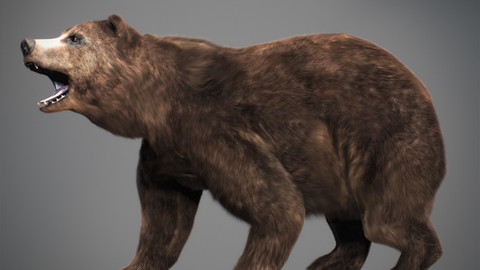 Animated Grizzly Bear