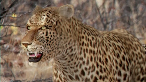 Animated Leopard