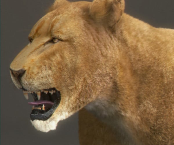 ArtStation - Animated Lioness | Resources