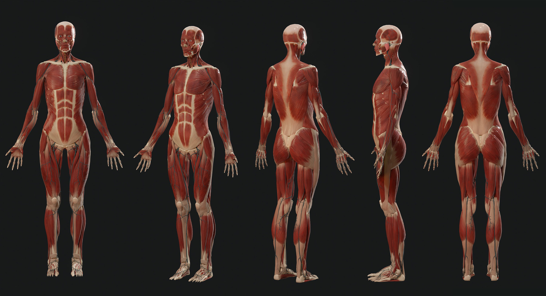 muscle models anatomy