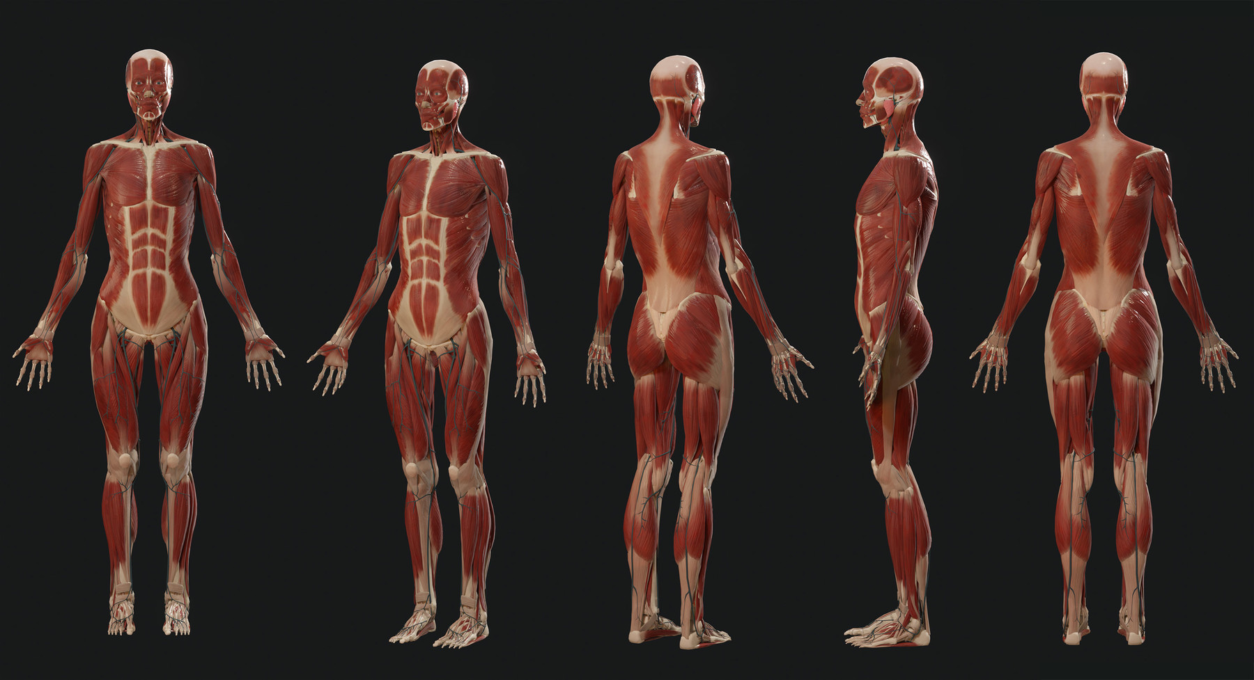 Human Female Body and Muscular System - Anatomy 3D model