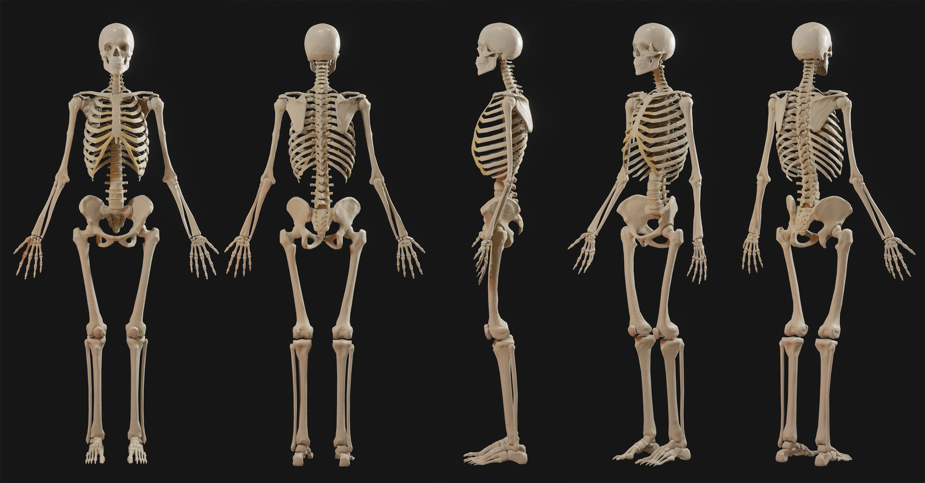 ArtStation Anatomy model 2019 Resources