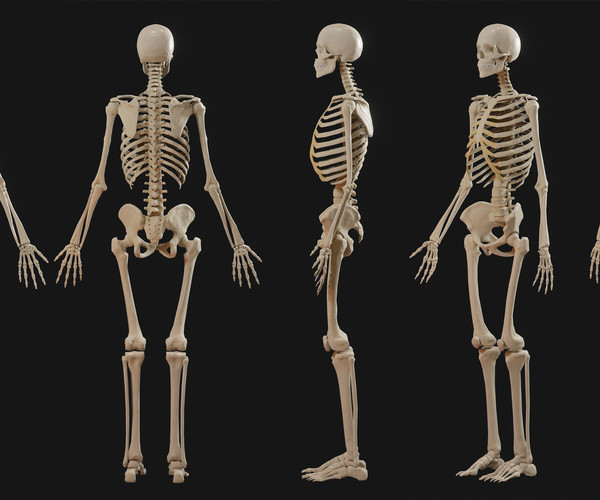 ArtStation - Anatomy model 2019 | Resources