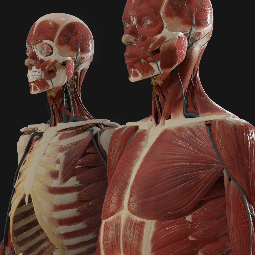 ArtStation - Anatomy model 2019 | Resources
