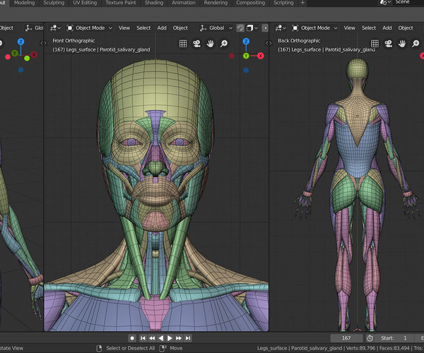 Artstation - Anatomy Model 2019 