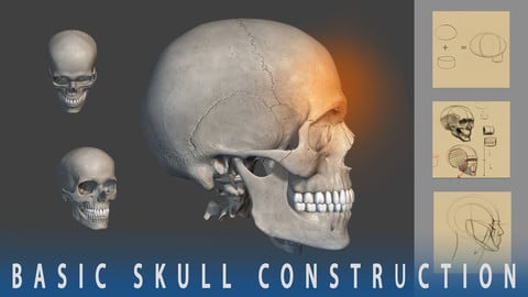 BASIC SKULL CONSTRUCTION FOR ARTISTS