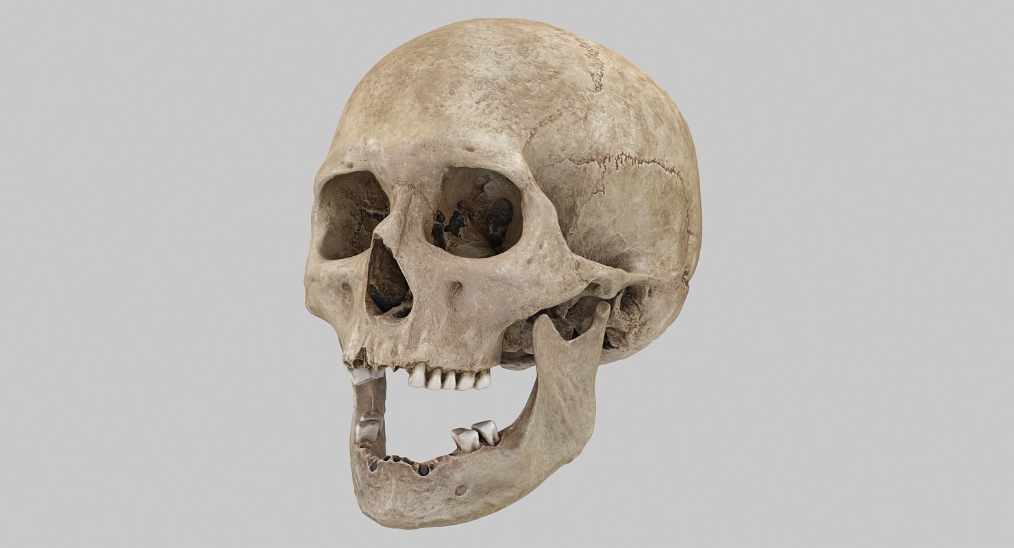 3д скан череп Европеоид