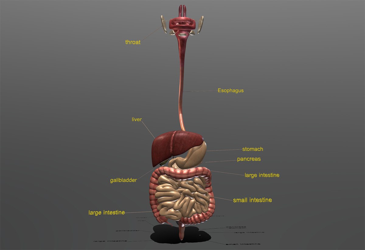 Liver 3d Diagram