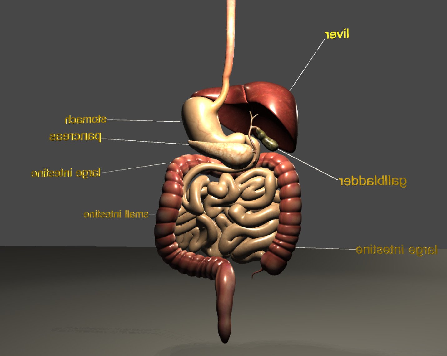 伯特 罗 - digestive system 3D Model