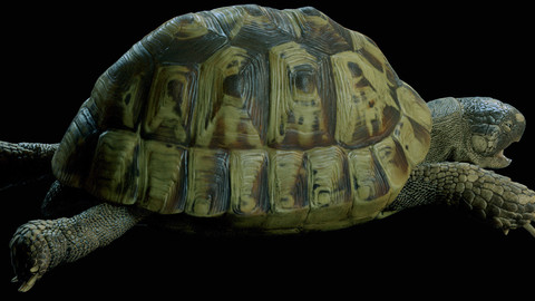 Hermann's tortoise