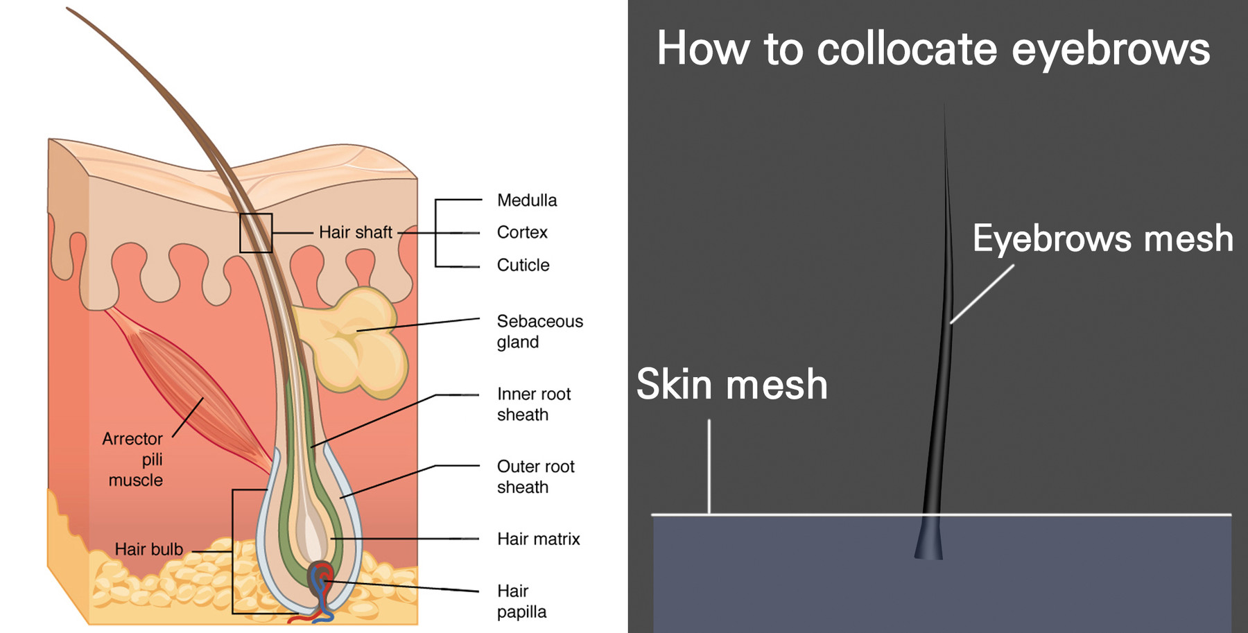 function of eyebrows in human body