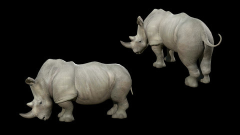 Kirarito Rhino