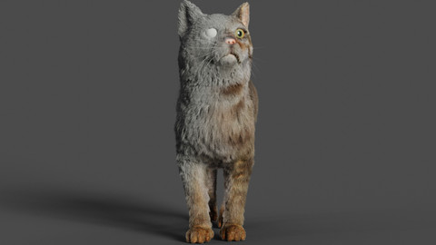 Cat Grooming Course in Blender 2.80