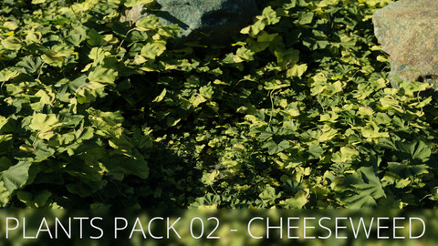 3D Plants Pack 02 - Cheeseweed