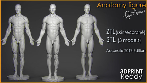 Anatomy Figure for Artists !