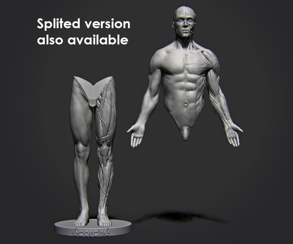 anatomical figure