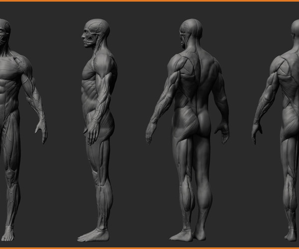 ArtStation Ultimate Anatomy Tool Reference for Artists