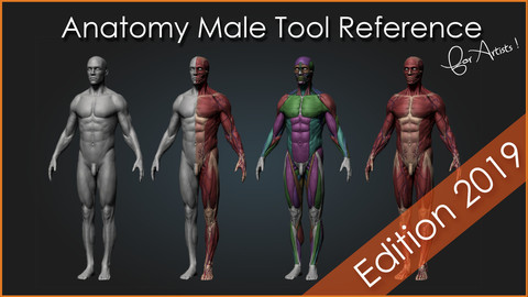 Anatomy Male Tool Reference for Artists !