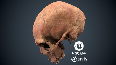 Real Human Skull Low-poly 3D model