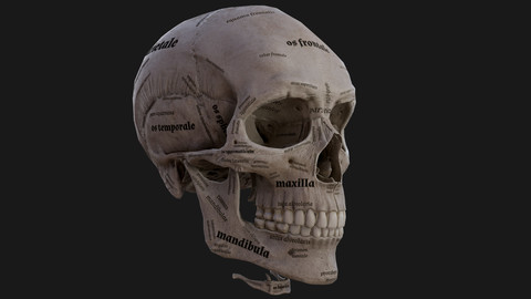 Anatomically accurate SKULL (LowPoly, HighPoly)