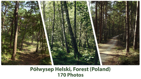 Forest - Półwysep Helski, Europe(170 Photos)