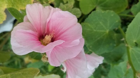 Hollyhock