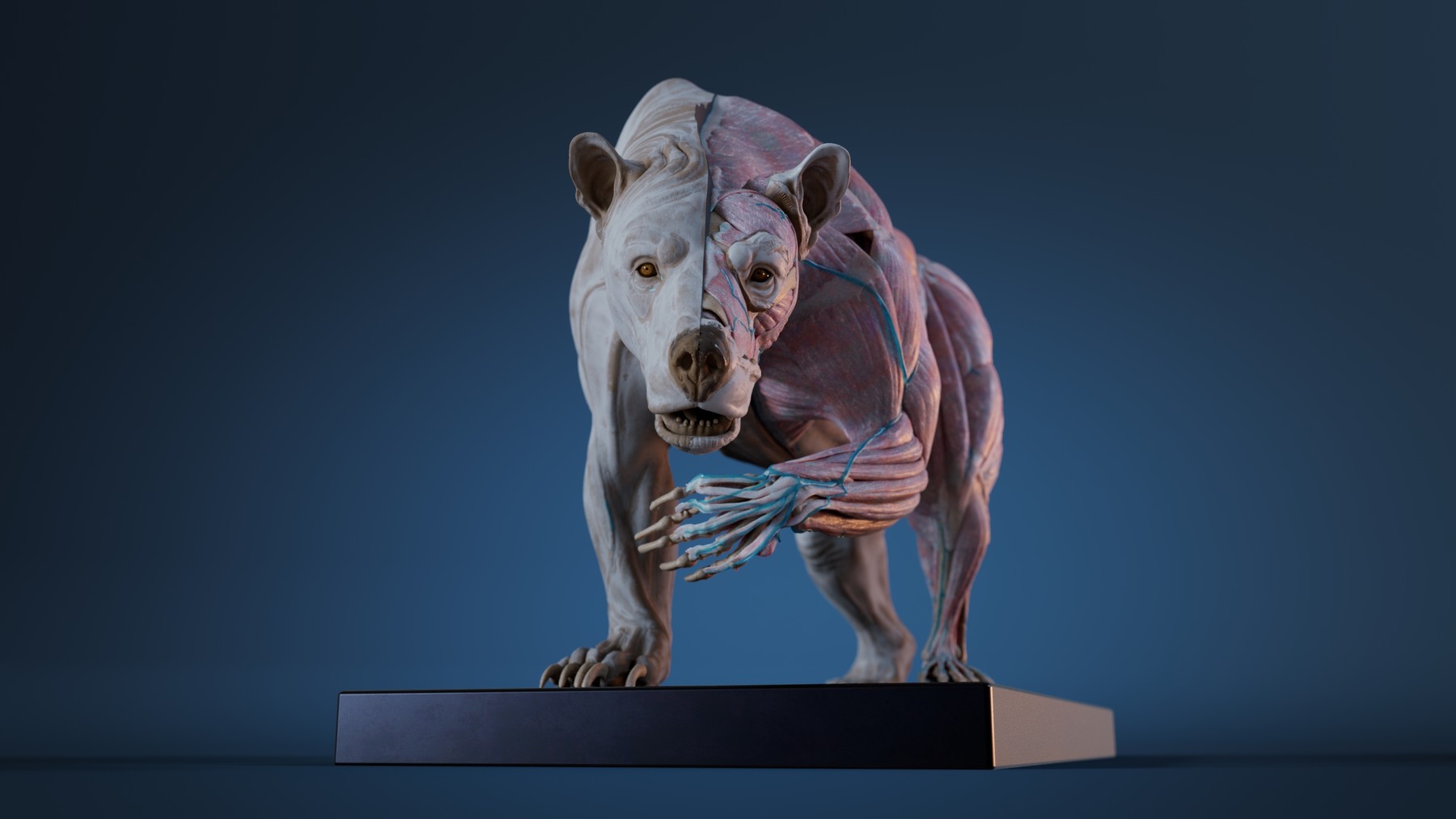 ArtStation - Digital Grizzly bear anatomy Atlas for Artists | Resources