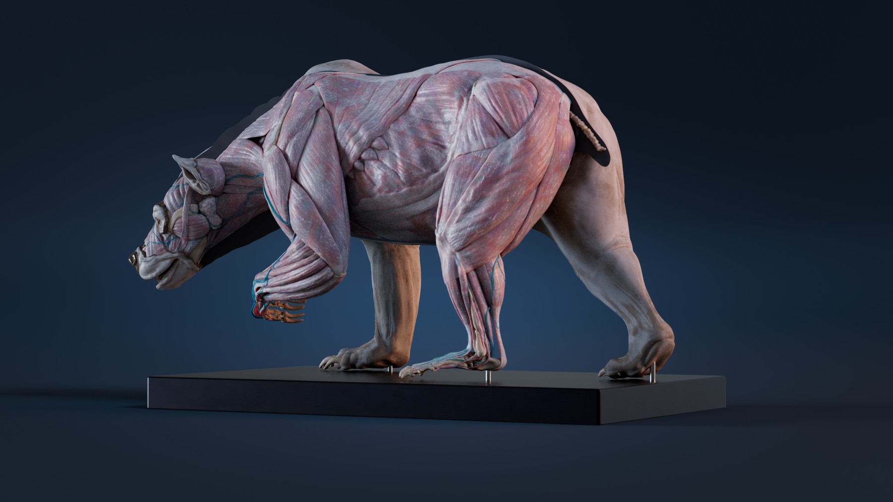 ArtStation - Digital Grizzly bear anatomy Atlas for Artists | Resources