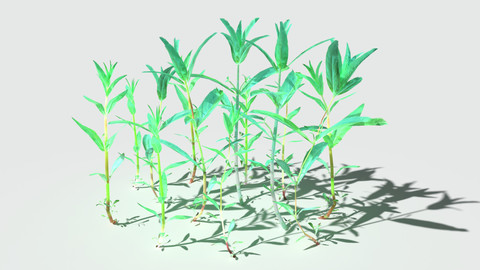 Purple Loosestrife Pack