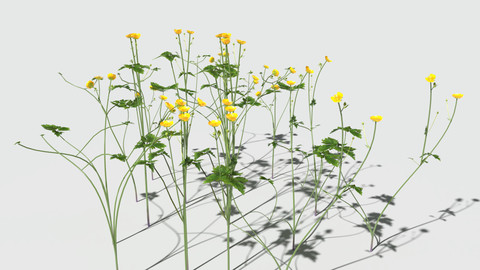 Creeping Buttercup Flower Pack