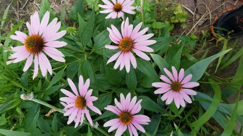 Half Dozen Purple Cone Flowers