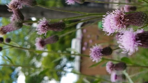 Thistle Stock 001 (10pk)