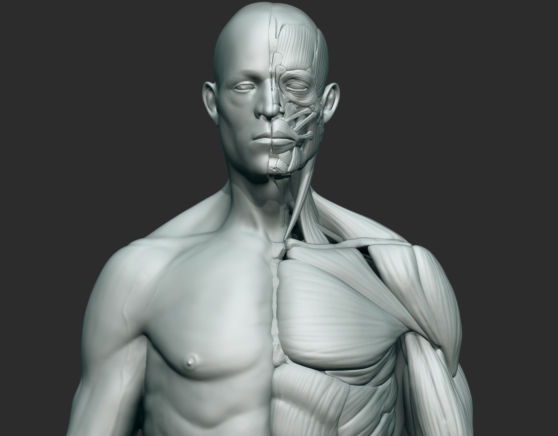 ArtStation - Human male anatomy | Resources
