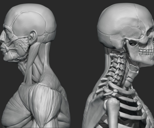 ArtStation - Human male anatomy | Resources
