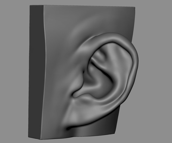 ArtStation - Ear Model Collection | Resources