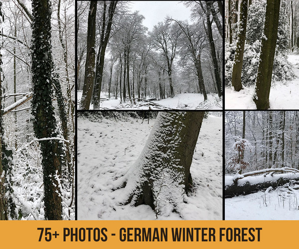 ArtStation - German Winter Forest - 75+ Photos | Resources