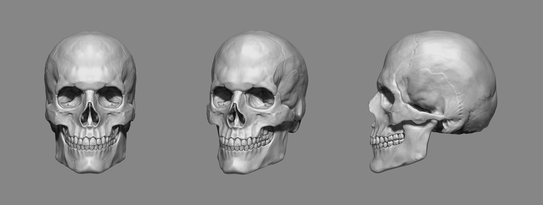 Artstation Anatomy Male Skull 1 2 Size 3d Printable Stl Resources