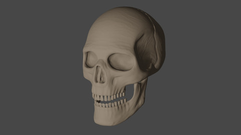 3D skull