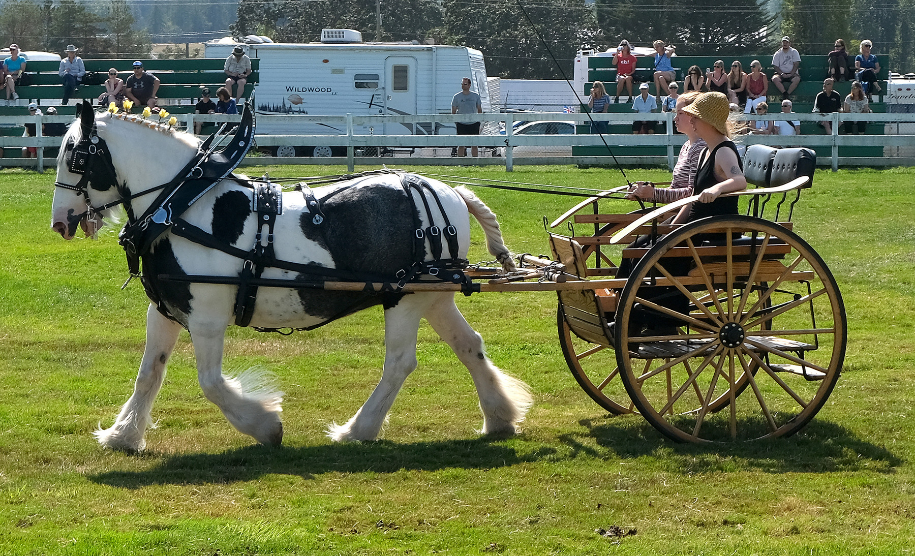 What is the title of this picture ? ArtStation - Clydesdale Horses with Cart + Full Harness | 110+ Photos