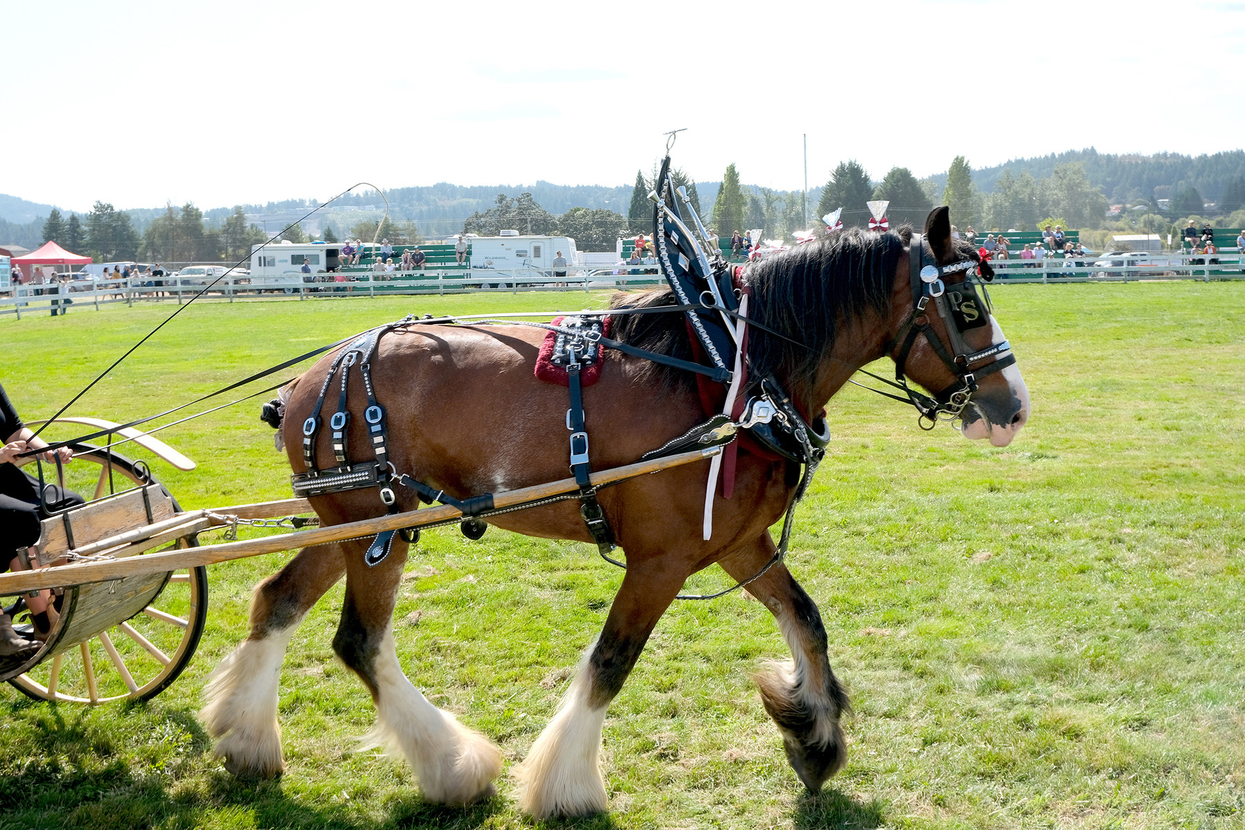 ArtStation Clydesdale Horses with Cart + Full Harness 110+ Photos