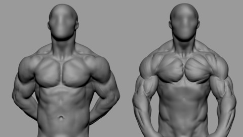 Male  Torso Studies