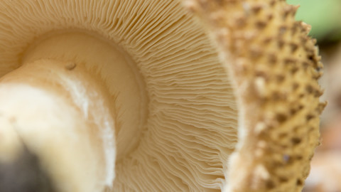 reference pictures: mushrooms with gills