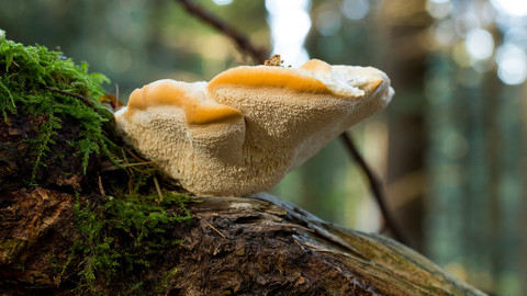 reference pictures: mushrooms with pores