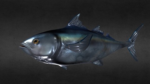 3D Model Bluefin Tuna