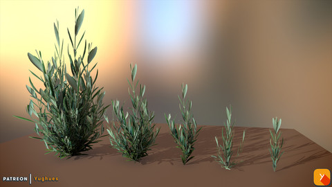 Yughues Olea Europaea