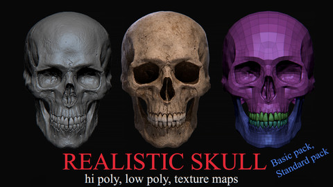 Realistic Skull (Basic pack, Standart pack)