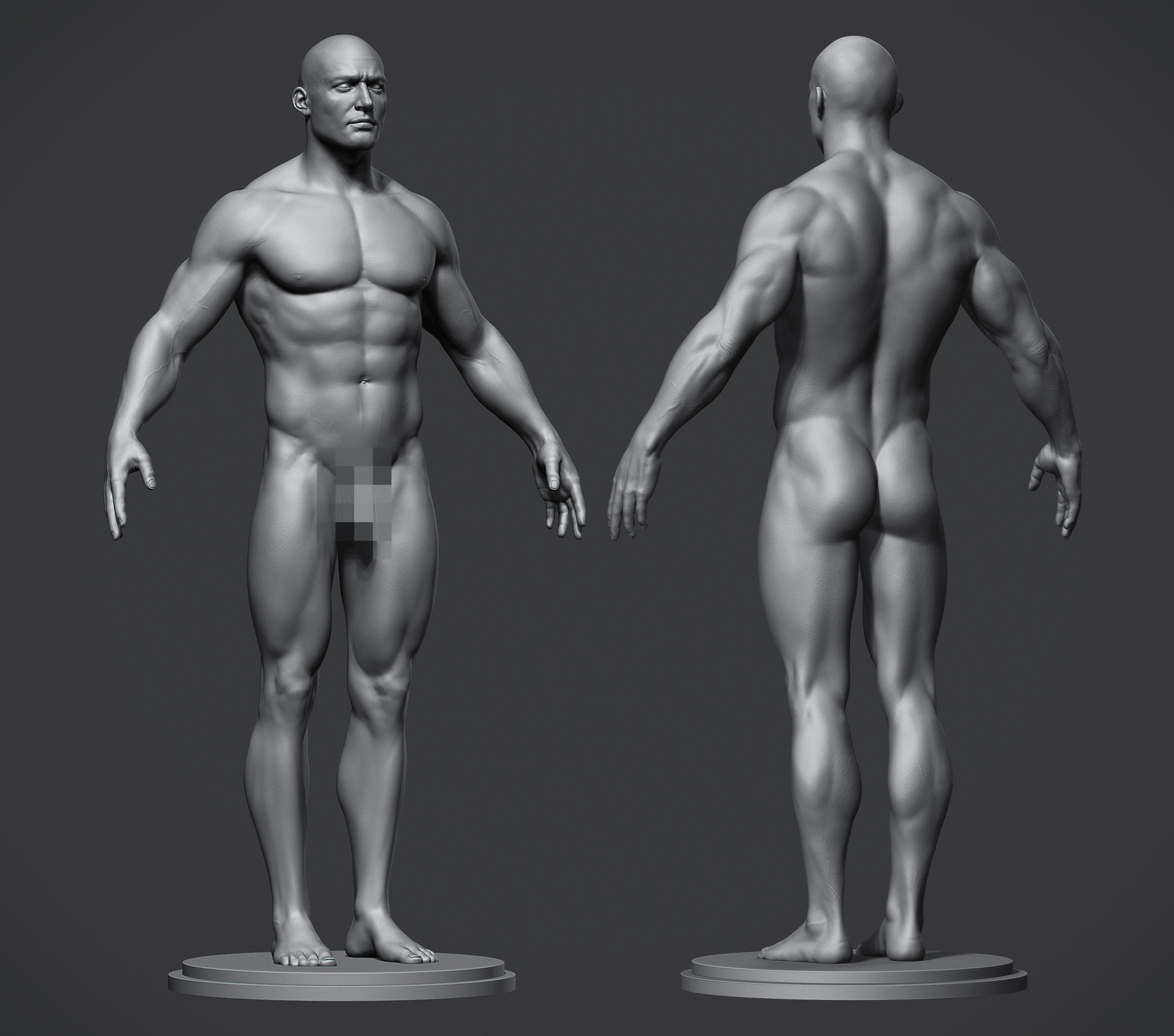Male Anatomy Reference Model.