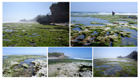 Kukup Beach - Low Tide Beach in Southeast Asia