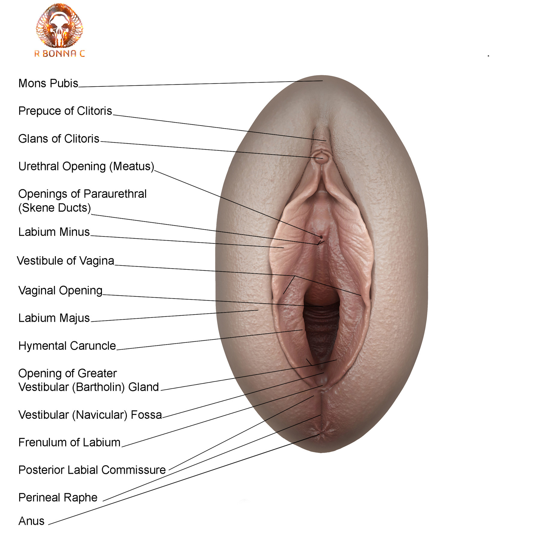 Vagina ruvida